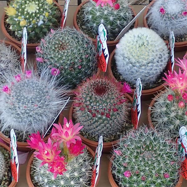 花サボテン開花美株ピンク