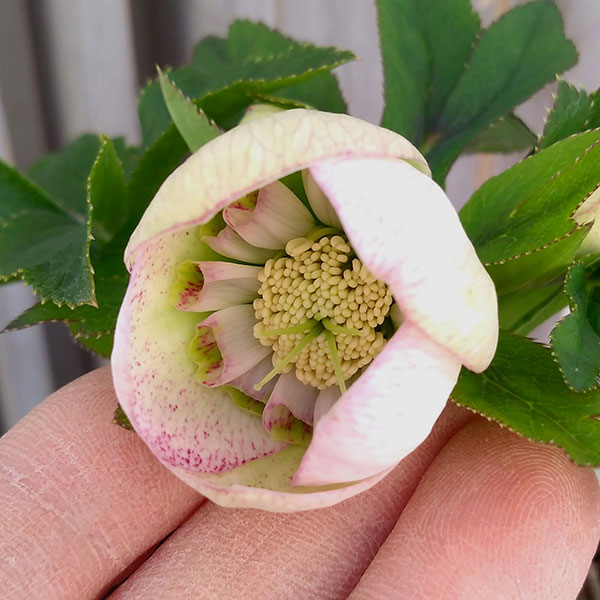 ☘️スペシャルイベント☘️♈️ 733⭐️極上⭐️【オレンジ】クリスマスローズ クリスマスローズ 大和ナーセリー フレックルキス？