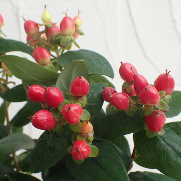 ヒペリカム　オーガニック　苗　赤い実 楽天市場】ヒペリカム 赤実 : おぎはら植物園