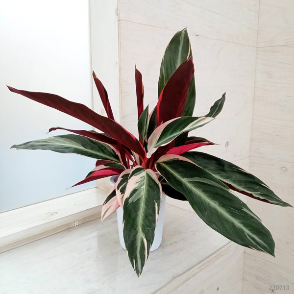 カラテアトリオスター ♻️リユース観葉植物