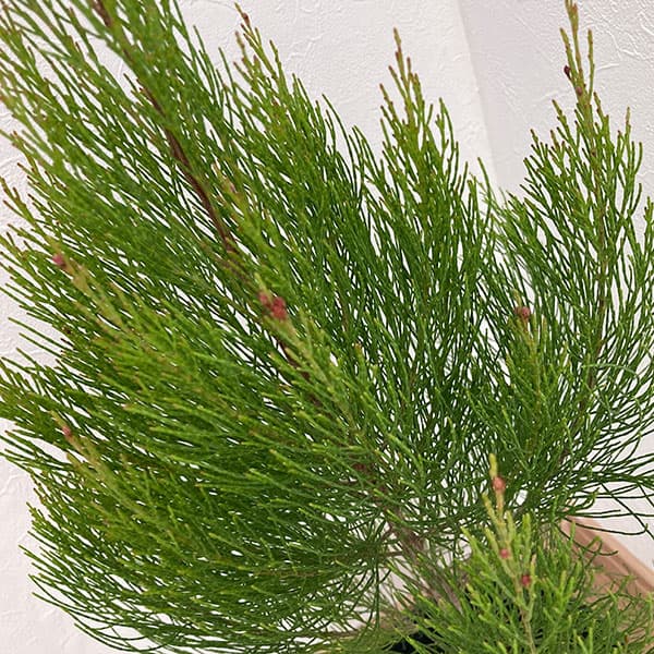 ◇1点限り◇ディーンツリーパインブラウンシュガー （オージープランツ）7号鉢 ◇1点限り◇ディーンツリーパインブラウンシュガー （オージープランツ