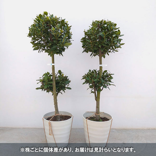 現品】月桂樹/ローリエ 10号 曲がり トピアリー仕立て（4）