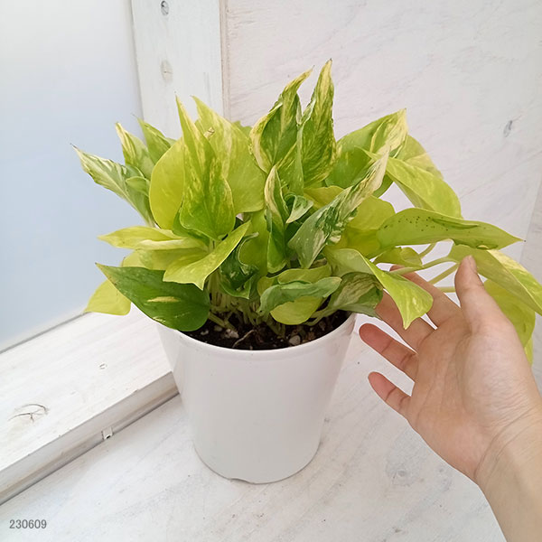 ポトス　テルノプレシャス f7f6e701c7b0e796b47911666bcbc6