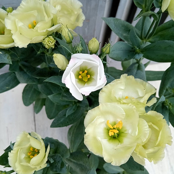 トルコキキョウ ユーストマ 苗 ご注文用